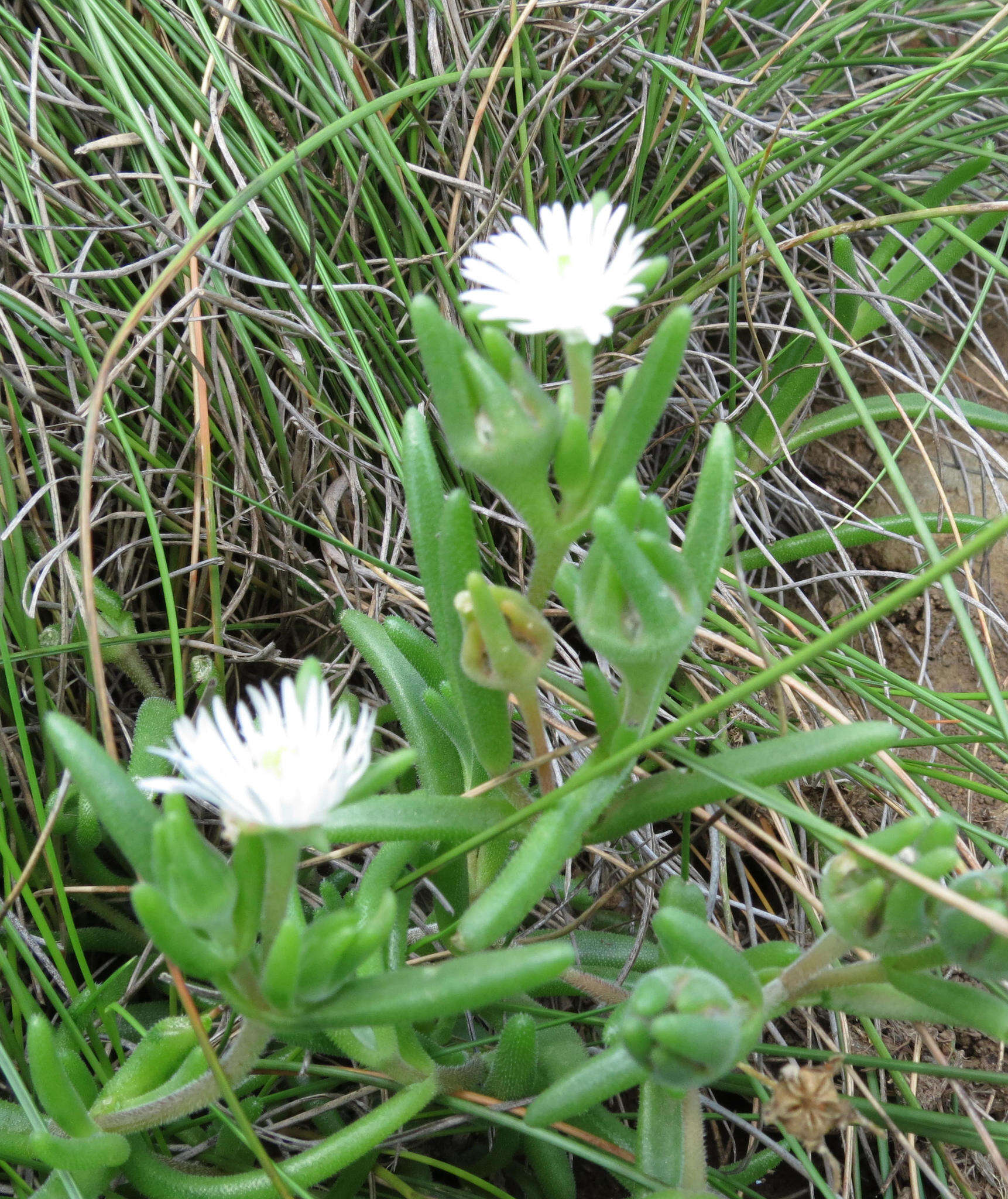 Image of Delosperma brevisepalum L. Bol.