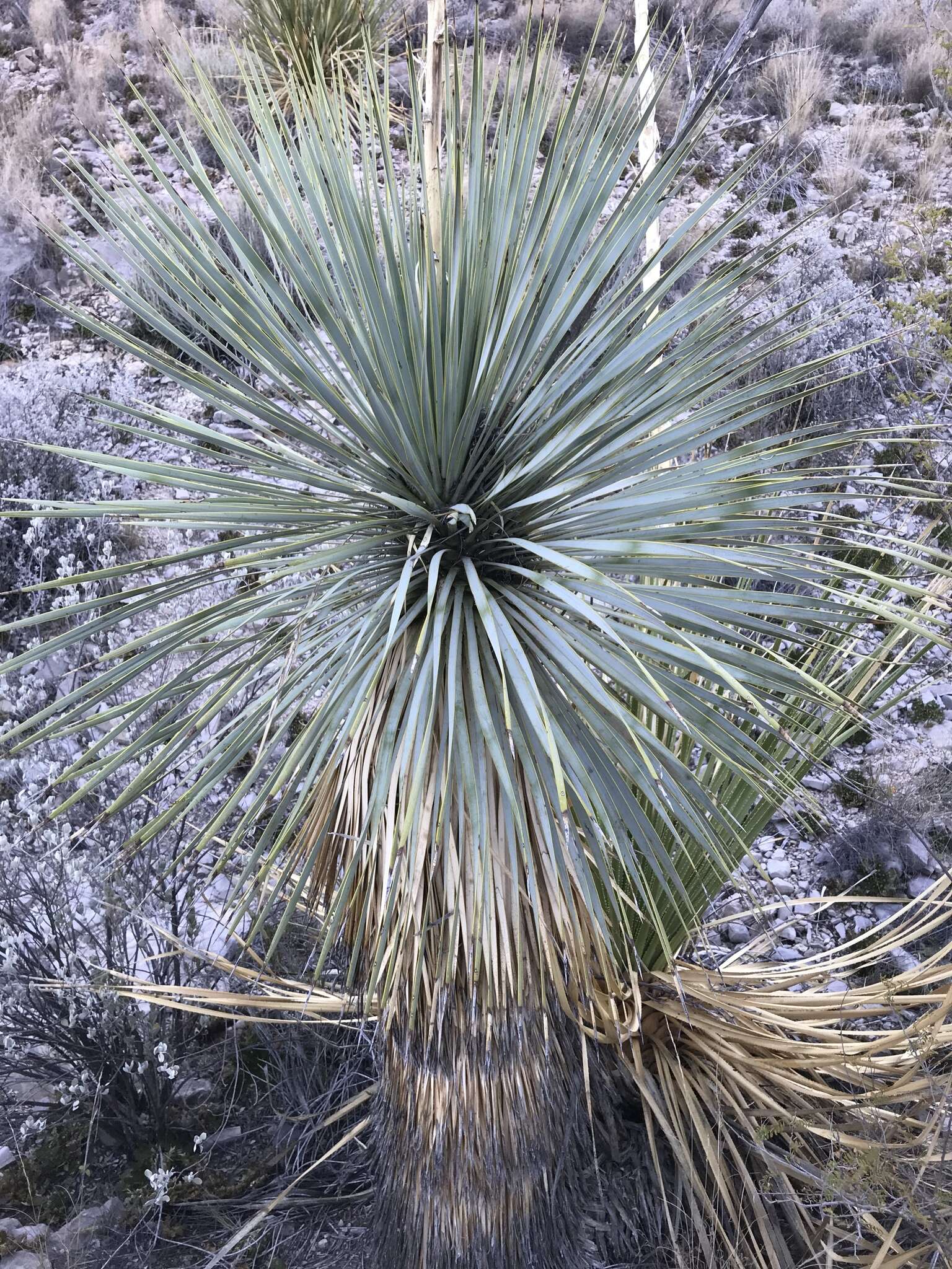 Image of Yucca rostrata Engelm. ex Trel.