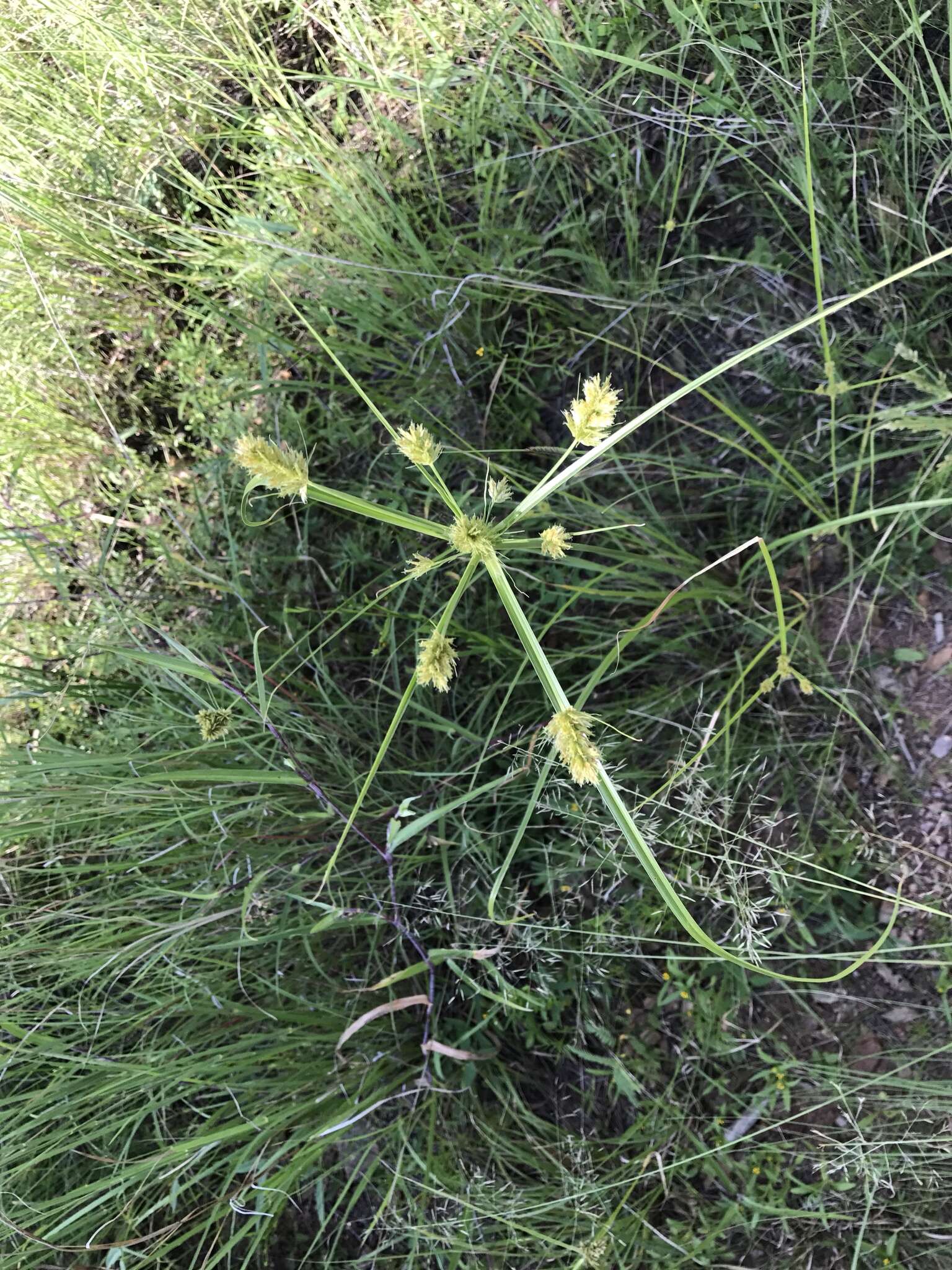 Cyperus dipsaceus Liebm.的圖片