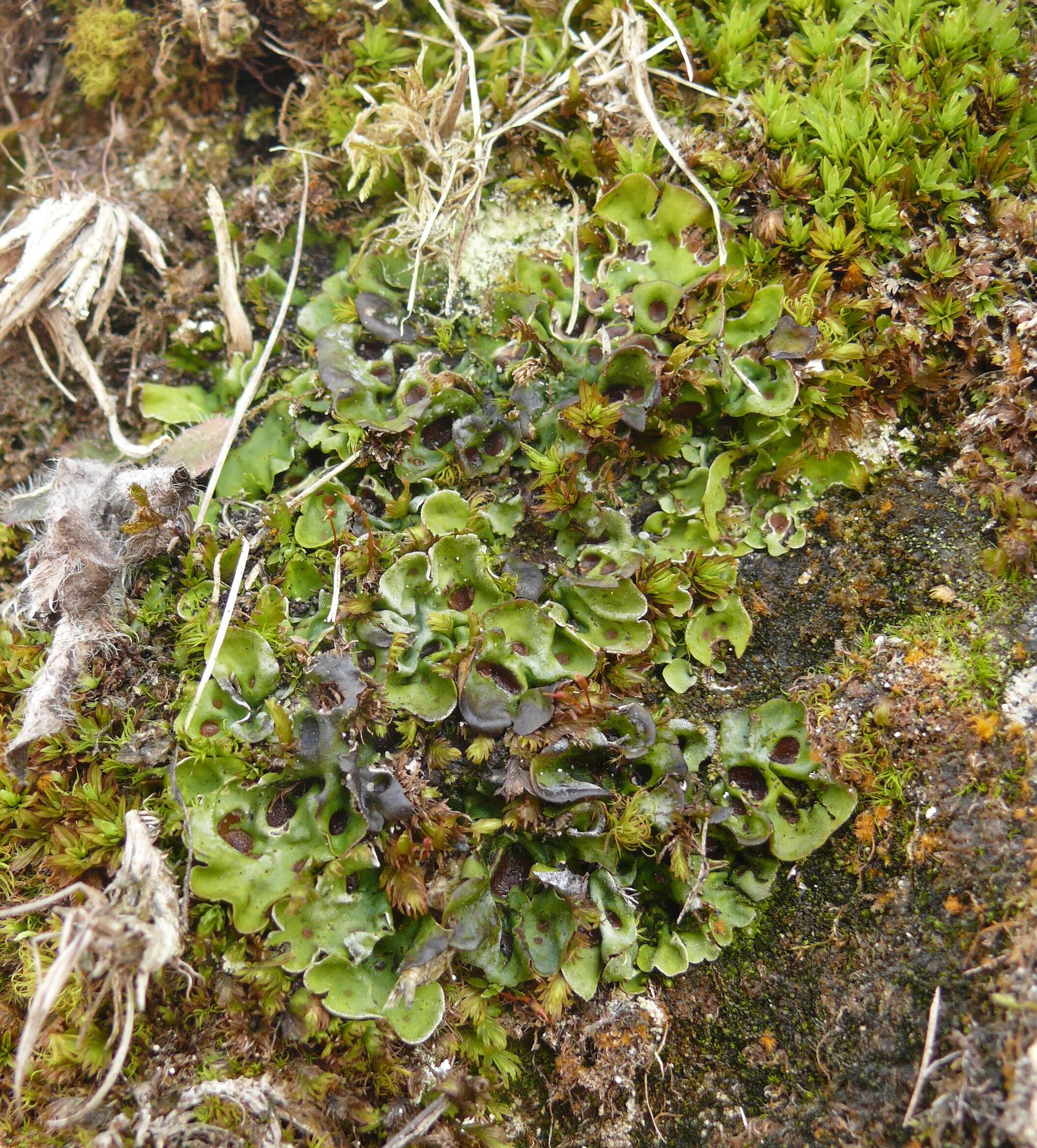 Image of chocolate chip lichen