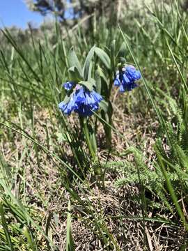 Mertensia oblongifolia (Nutt.) G. Don resmi