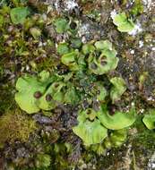 Image of chocolate chip lichen