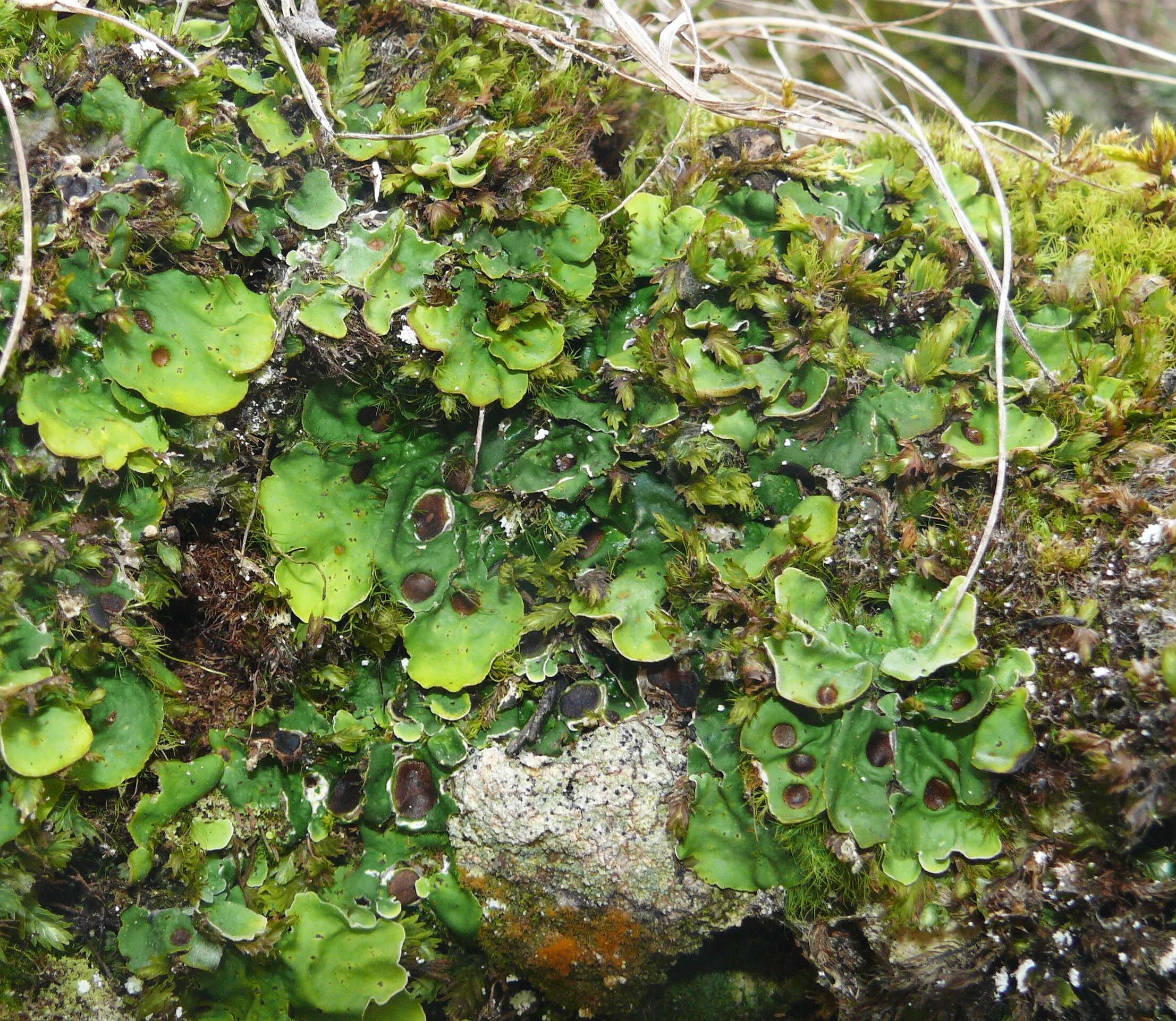 Image of chocolate chip lichen