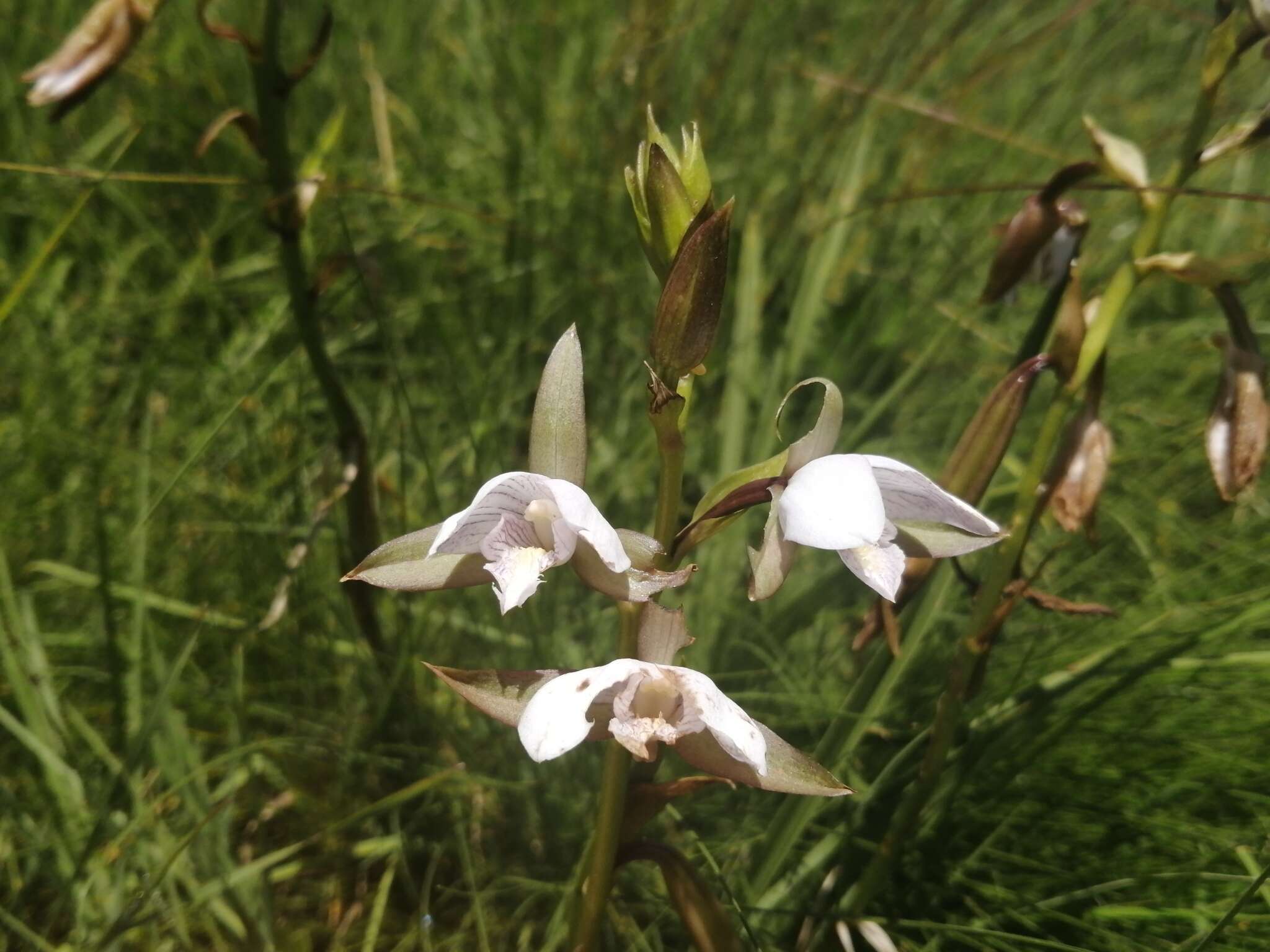 Sivun Eulophia ovalis Lindl. kuva