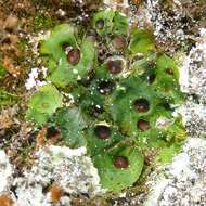 Image of chocolate chip lichen