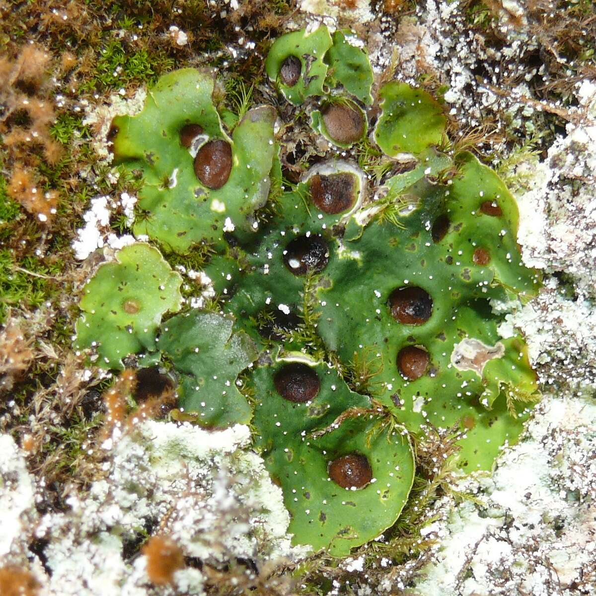 Image of chocolate chip lichen