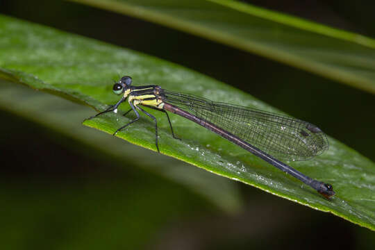 Image of Calicnemia uenoi Asahina 1997