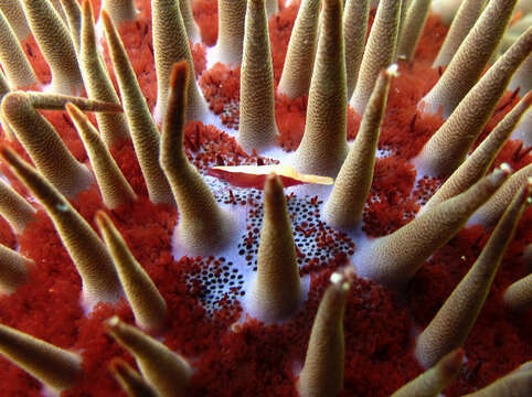 Image of crown of thorns starfish