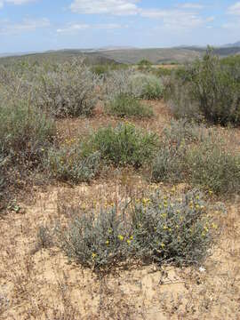 Imagem de Oedera flavicoma (DC.) N. G. Bergh