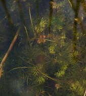 Image of Small Pondweed