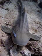 Image of zebra sharks