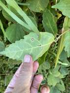 Image of Ficus cumingii Miq.