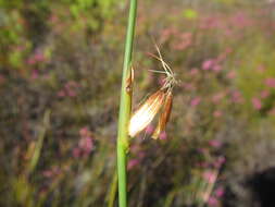 Image of Chrysitrix dodii C. B. Clarke