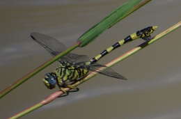 صورة Ictinogomphus ferox (Rambur 1842)