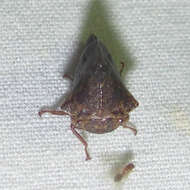 Image of Telamona ampelopsidis Harris