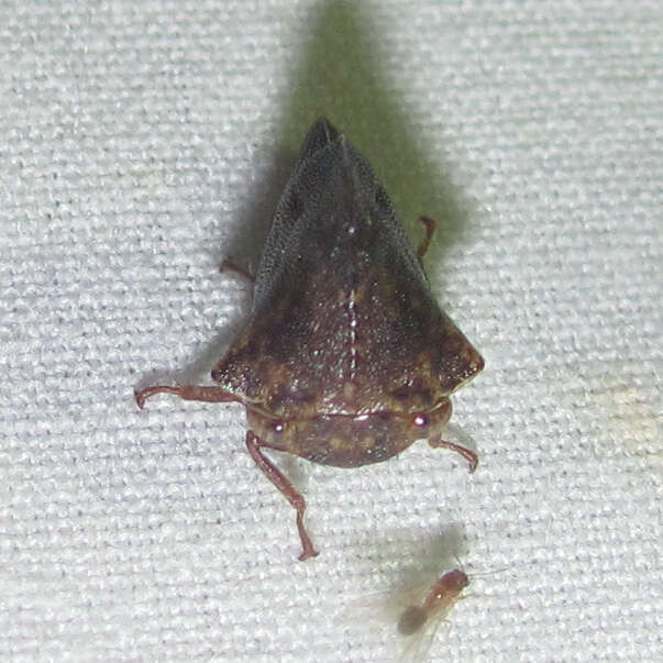 Image of Telamona ampelopsidis Harris