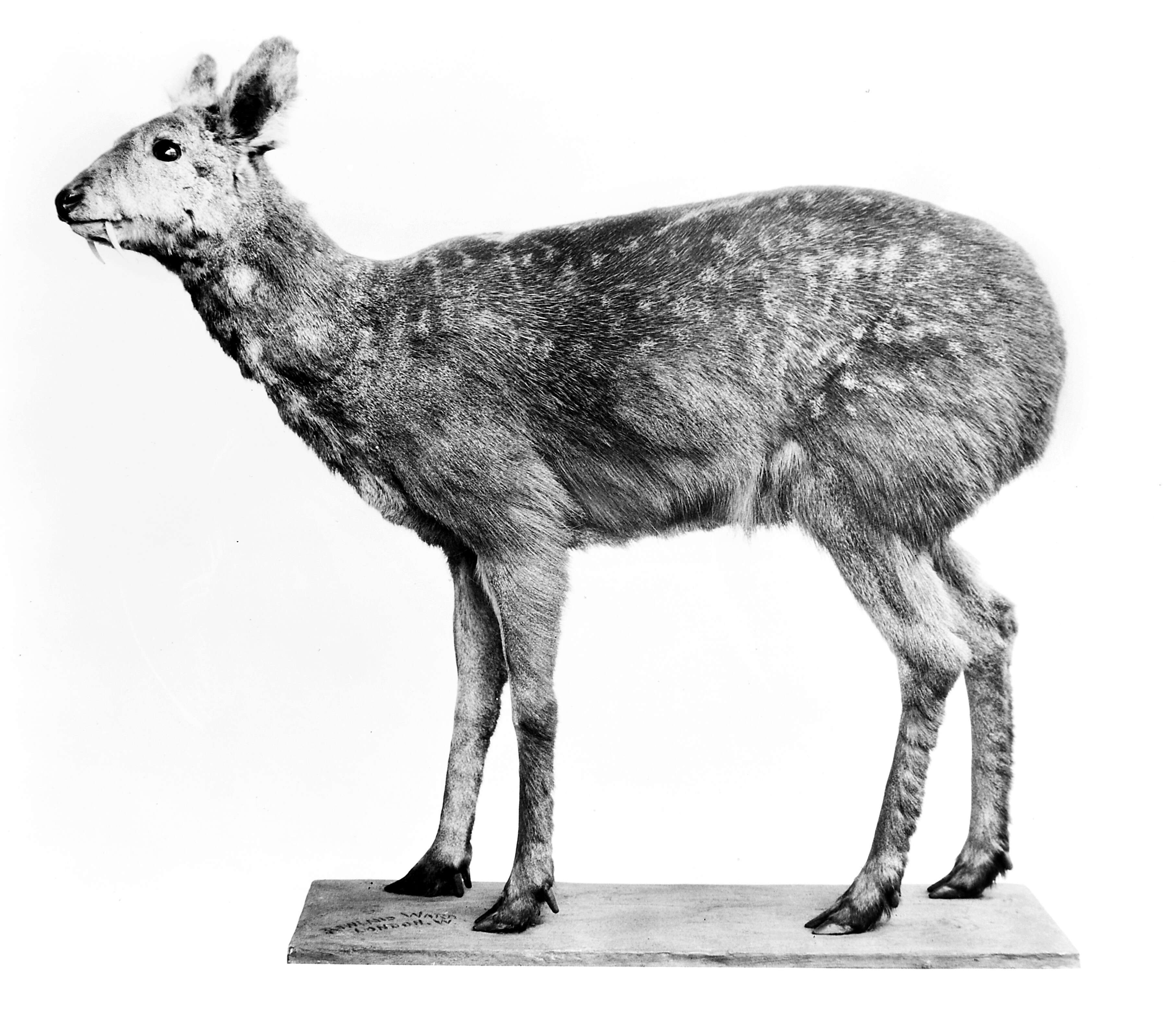 Image of Musk deer