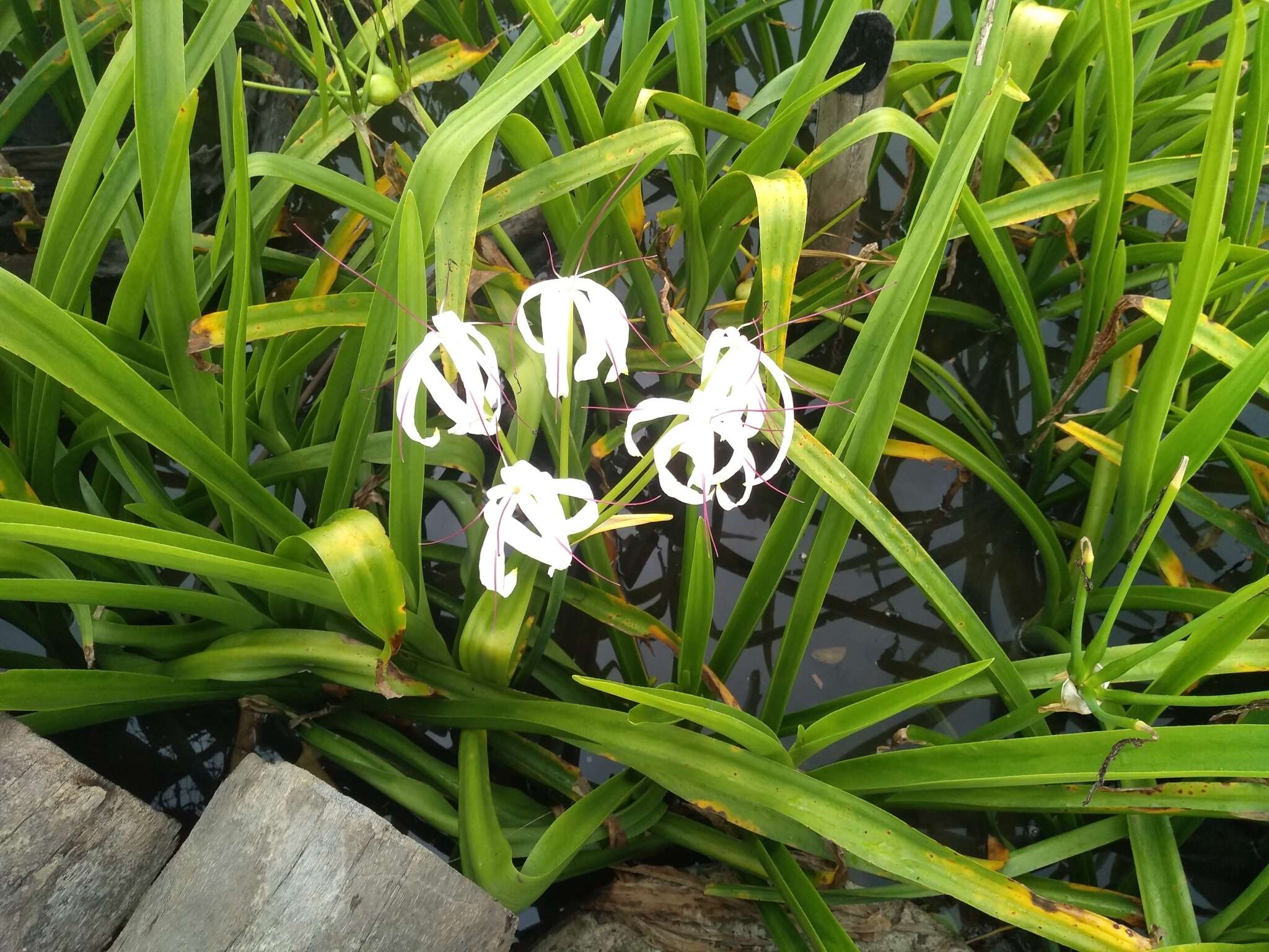 Image of Crinum amabile Donn ex Ker Gawl.