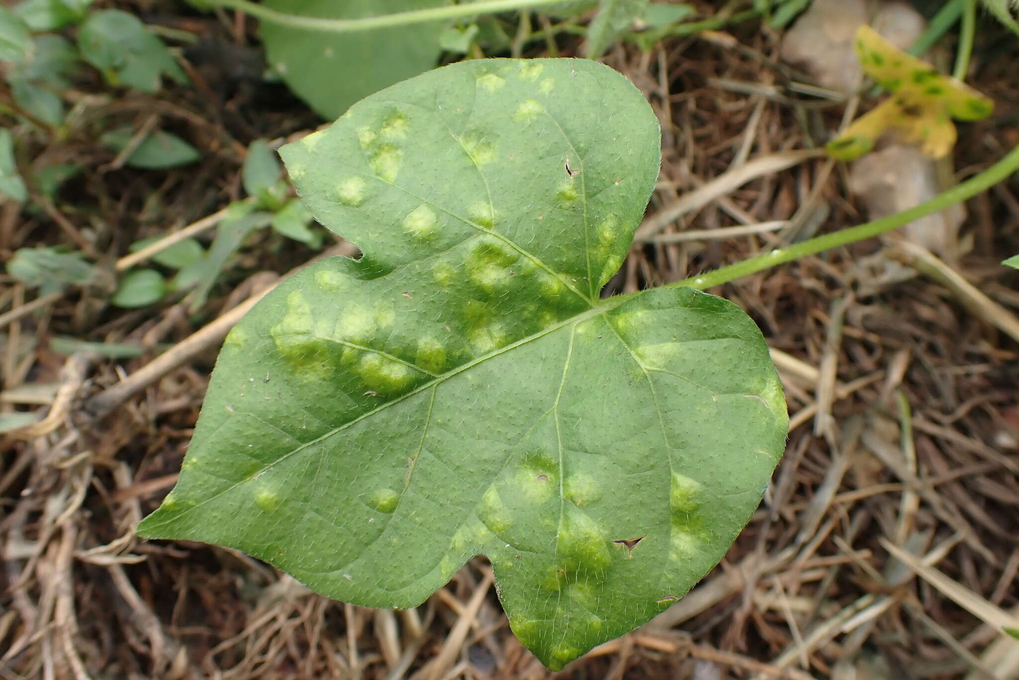 Image of Albugo ipomoeae-panduratae