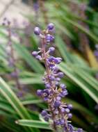 Image of Big blue lilyturf'