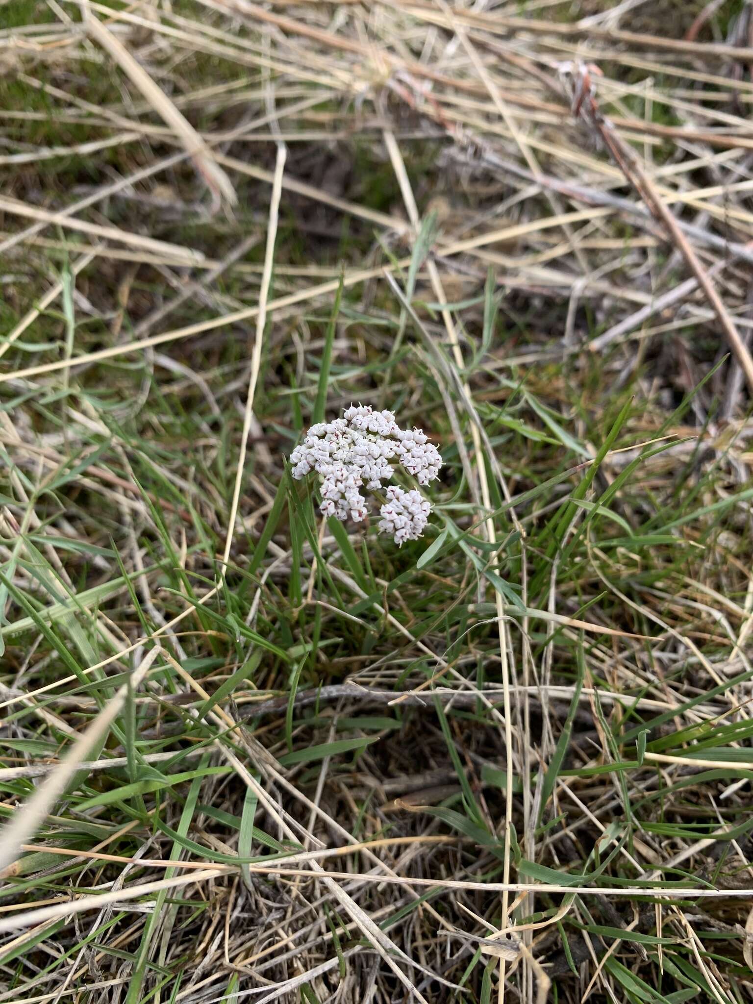 Image of Geyer's biscuitroot