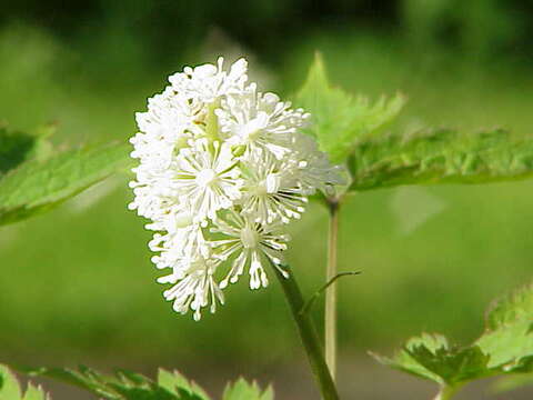 Imagem de Actaea rubra (Ait.) Willd.