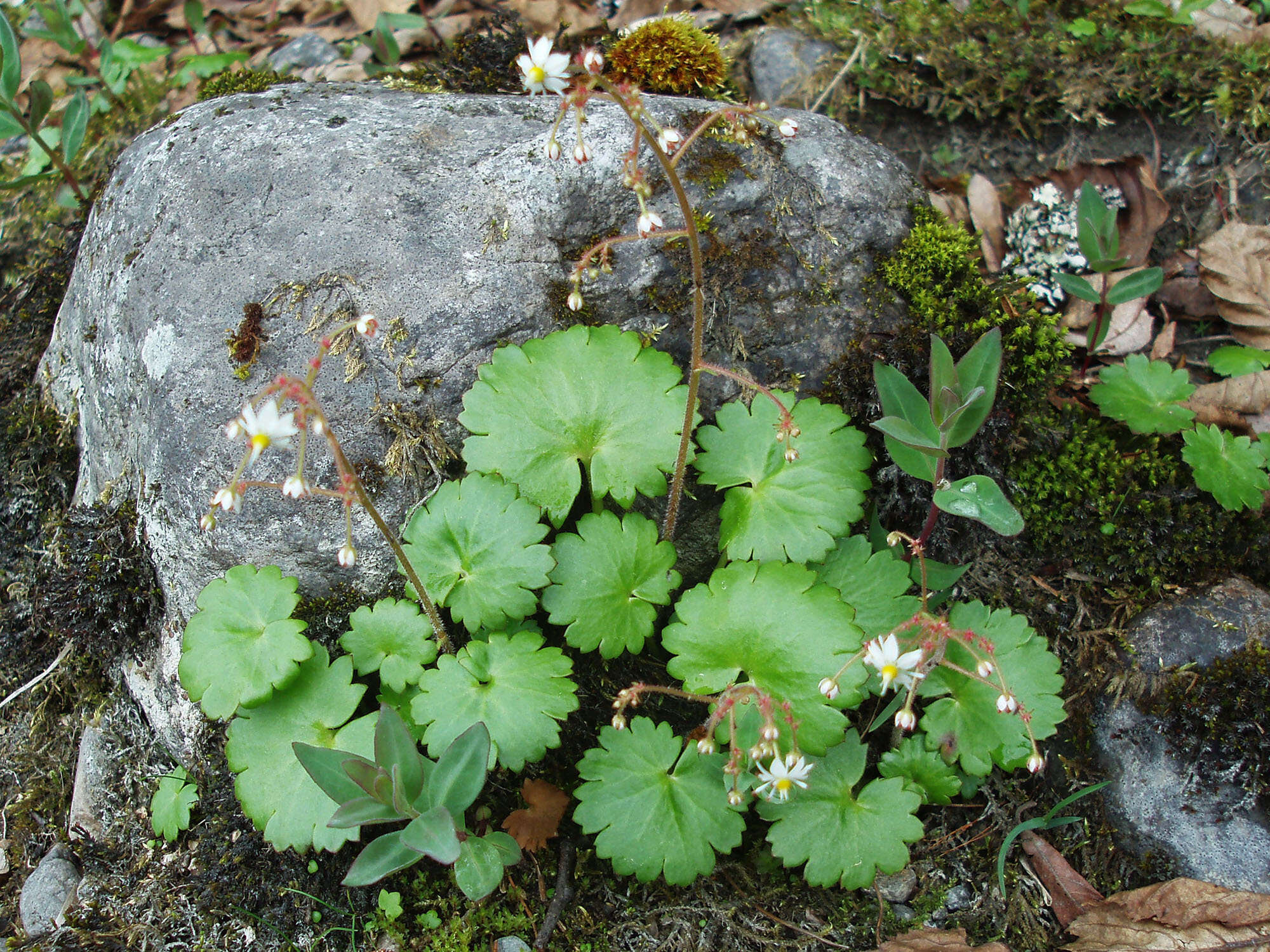 Image of wood saxifrage