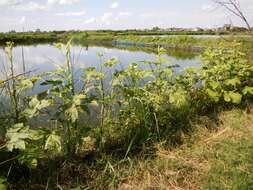 Image of okra