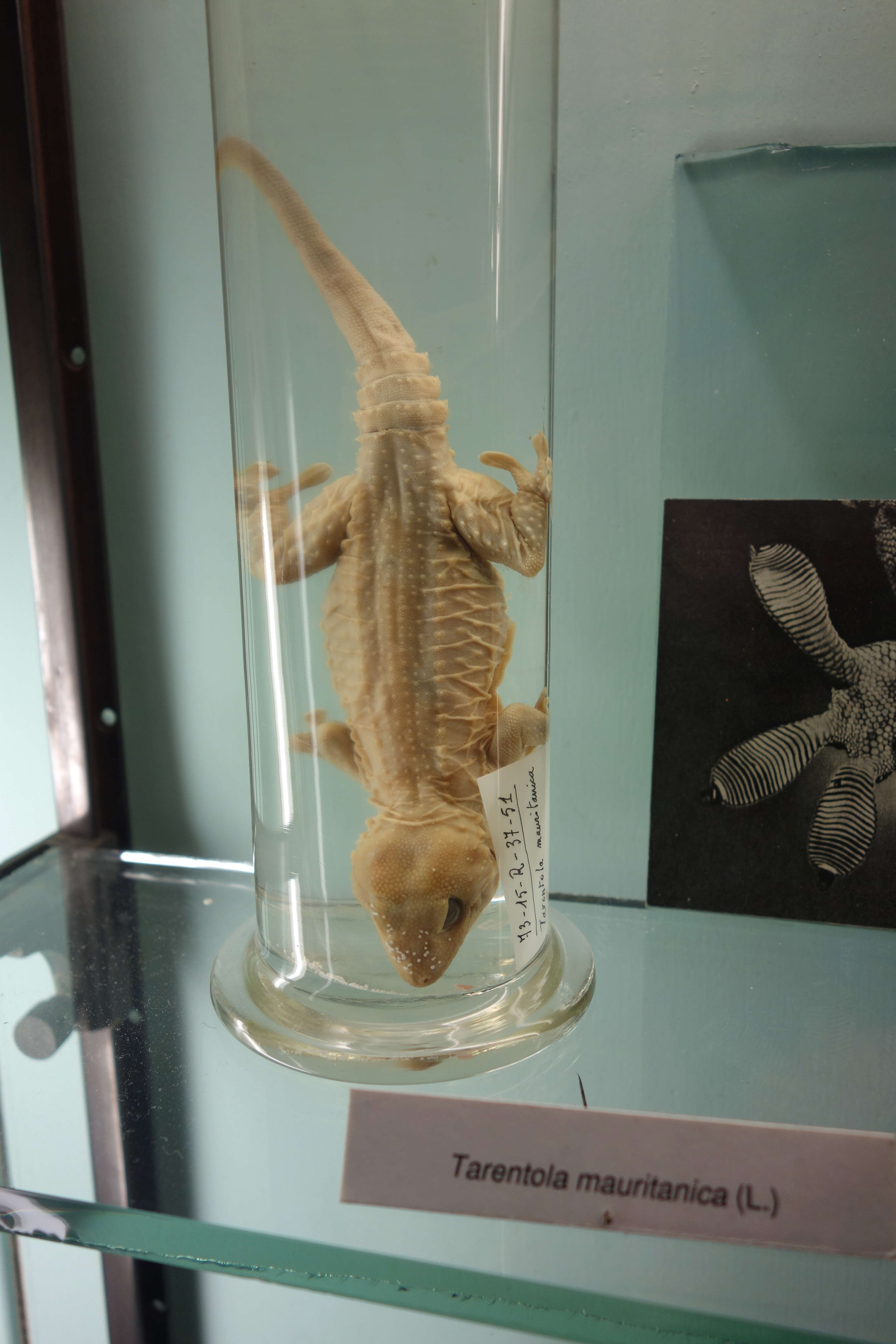 Image of Common Wall Gecko