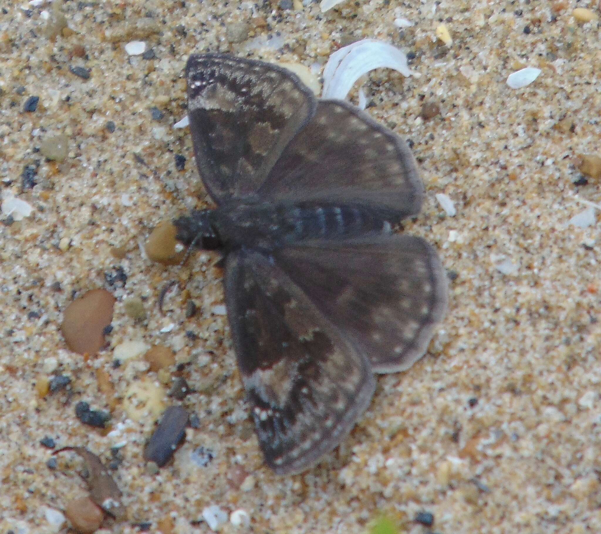 Image of Wild Indigo Duskywing