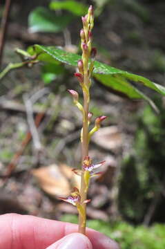 Image of summer coralroot