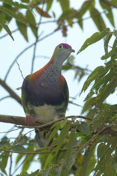 Image of Eastern Superb Fruit-dove