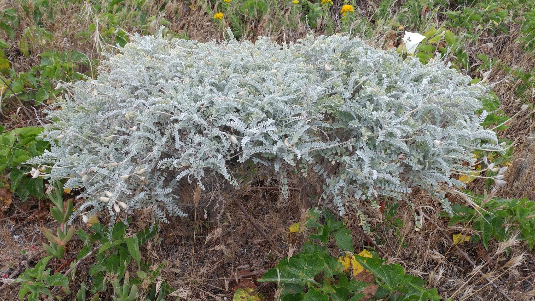 صورة Astragalus traskiae Eastw.