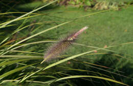 Imagem de Pennisetum alopecuroides