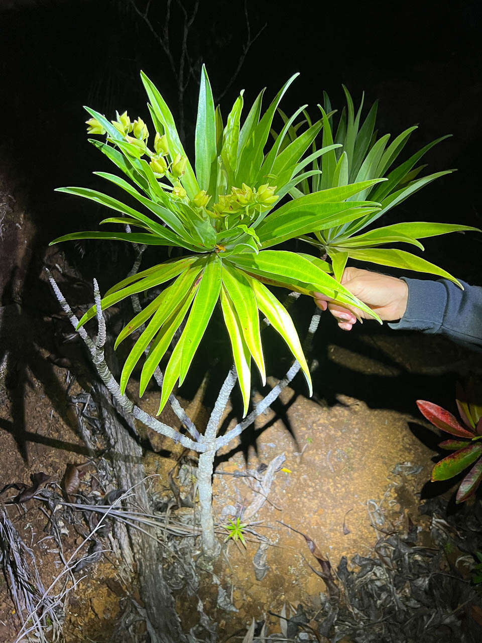 Image of Hibbertia baudouinii Brongn. & Gris