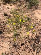 Image of prairie broomweed