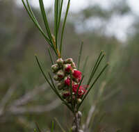 صورة Callistemon teretifolius F. Müll.