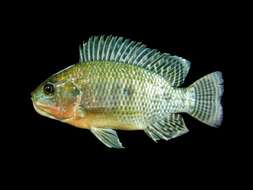 Image of Nile tilapia