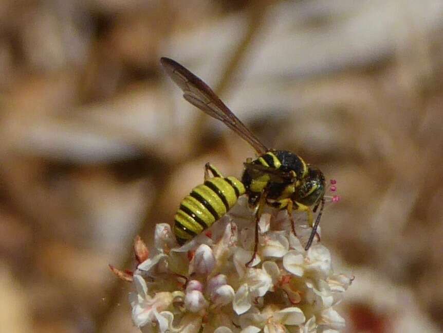 Eucerceris provancheri (Dalla Torre 1890) resmi