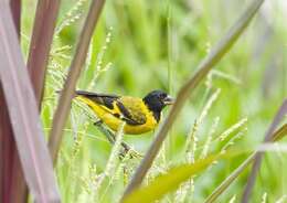 Image of Hooded Siskin