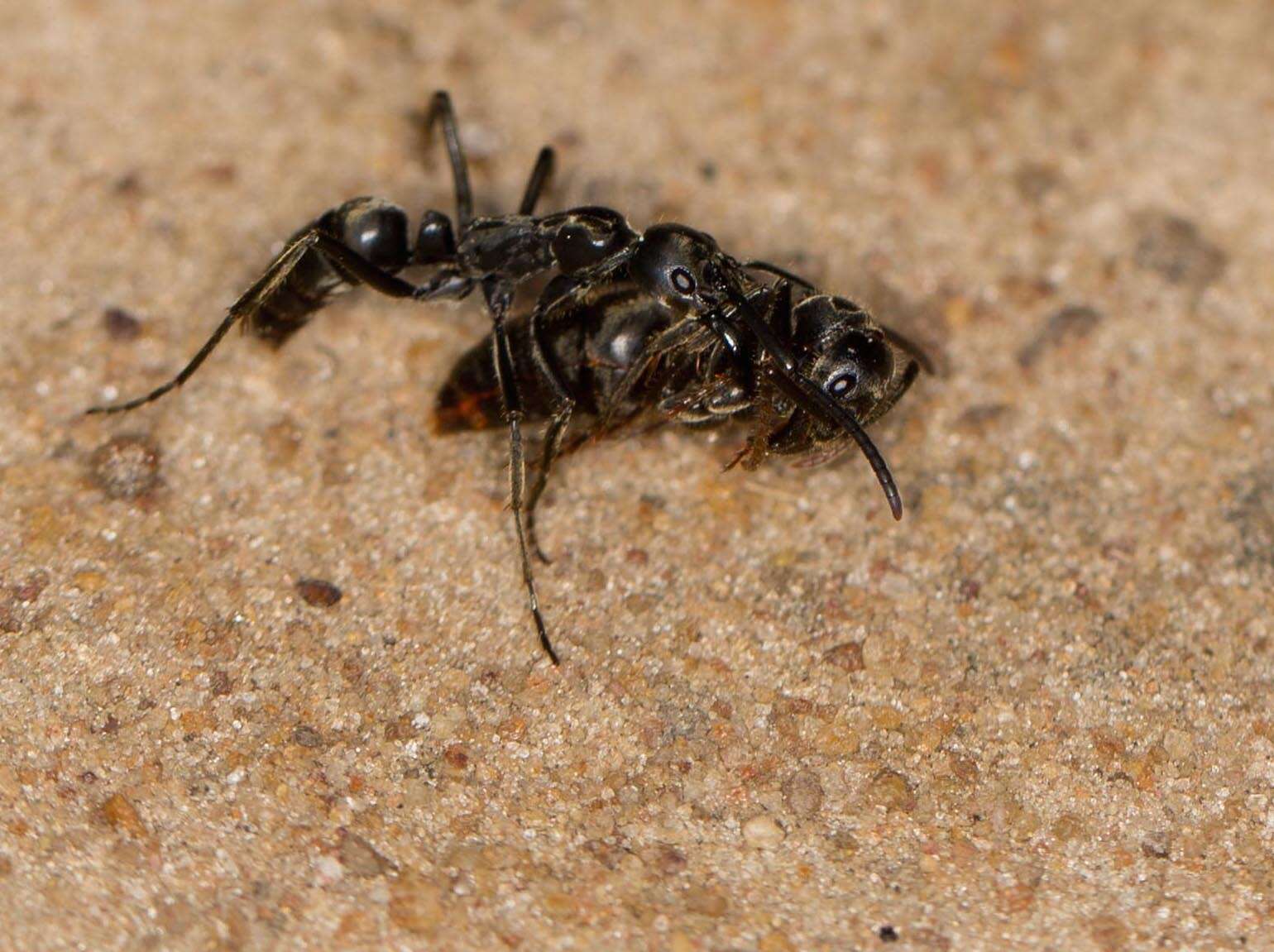 Image of Matabele ant