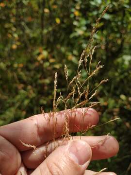 Imagem de Agrostis canina L.