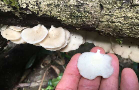 Image of Royoporus spatulatus (Jungh.) A. B. De 1996