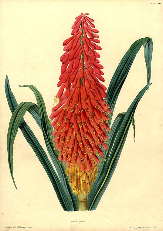 Imagem de Kniphofia uvaria (L.) Oken