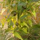 Image of Capsicum cardenasii C. B. Heiser & P. G. Smith