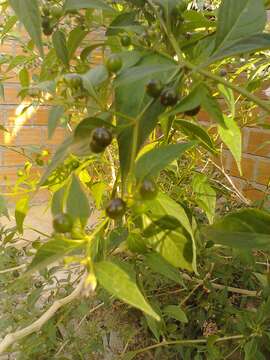 Image of Capsicum cardenasii C. B. Heiser & P. G. Smith