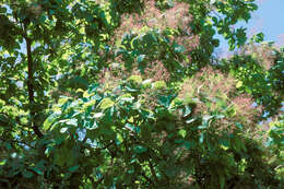 Image of American smoketree