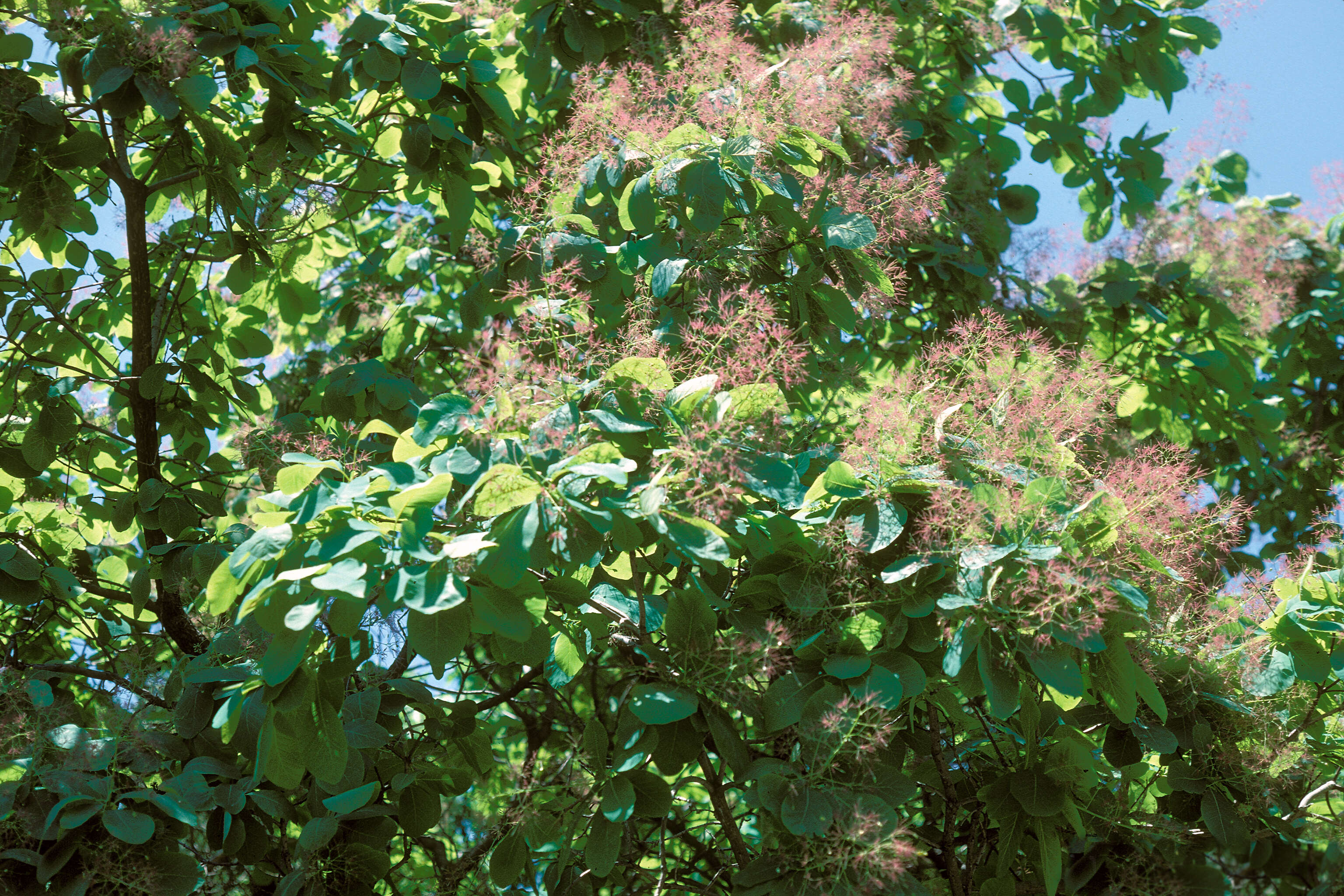 Imagem de Cotinus obovatus Raf.