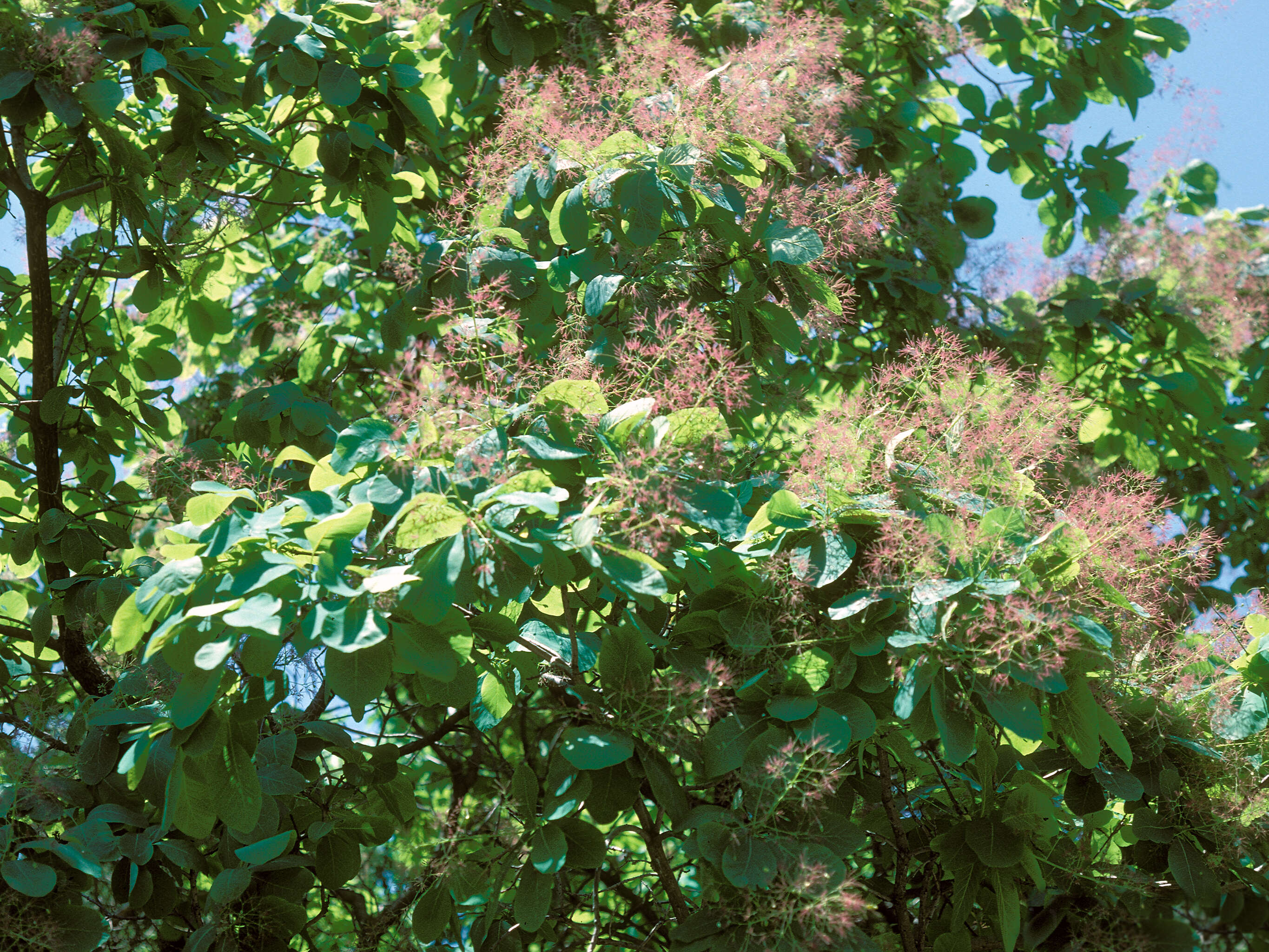 Image of American smoketree