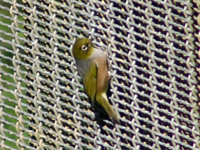 Image of Silvereye